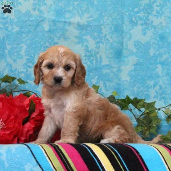 Katie, Cavalier King Charles Mix Puppy
